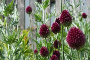 Allium and Perovskia planting combo