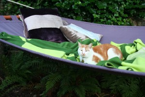 Cat in Hammock