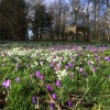 Snowdrops and Crocus