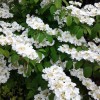 Viburnum plicatum mariessii Inspired Garden Design